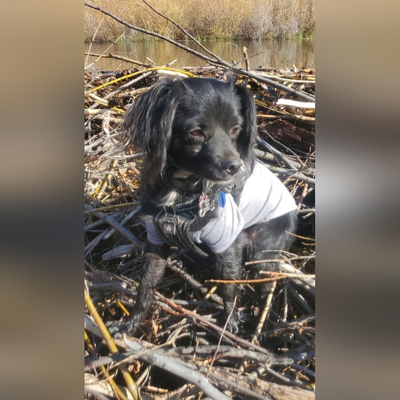 Meet LT Toby - Picture 7 of 13